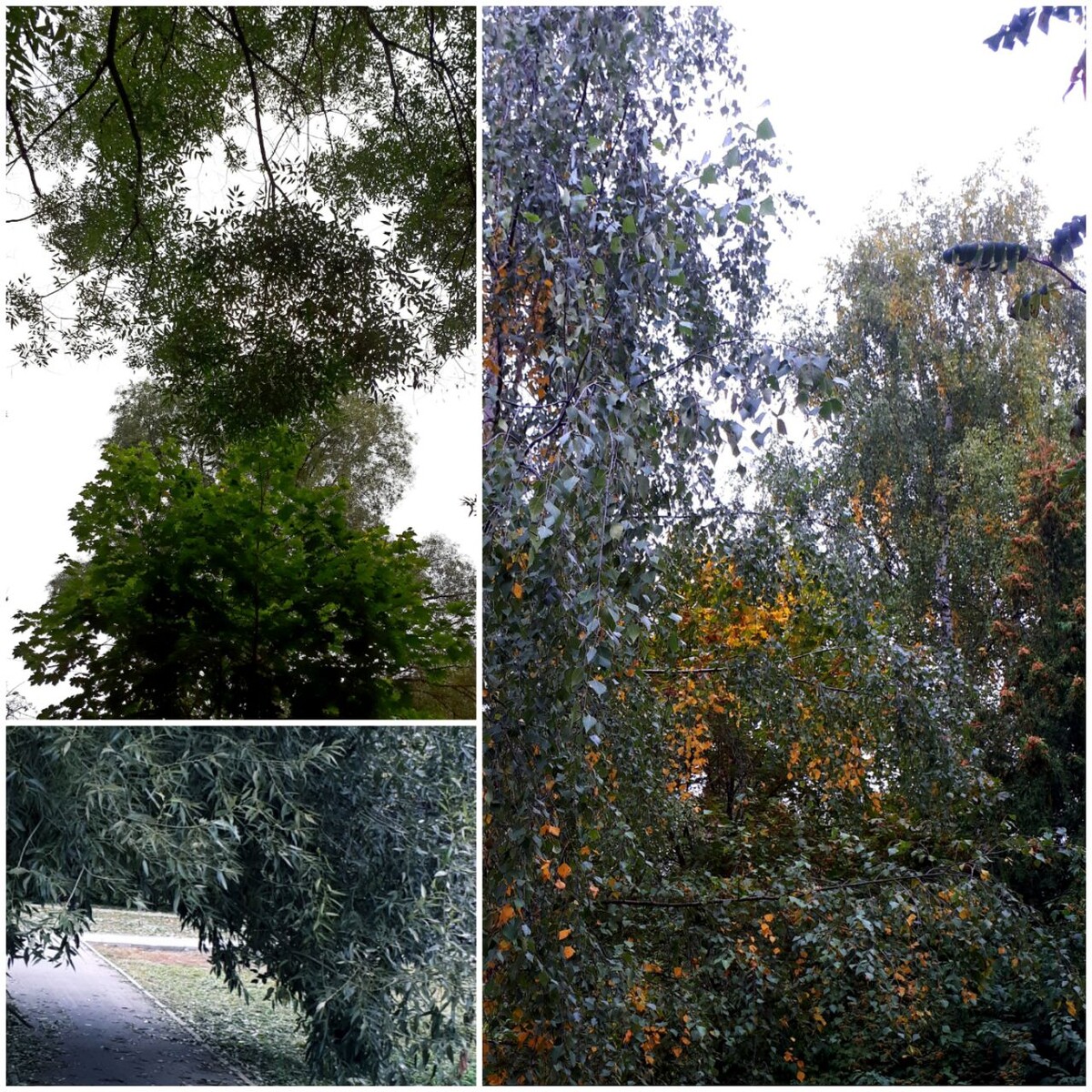 Коллаж автора статьи 26.09.2025г.