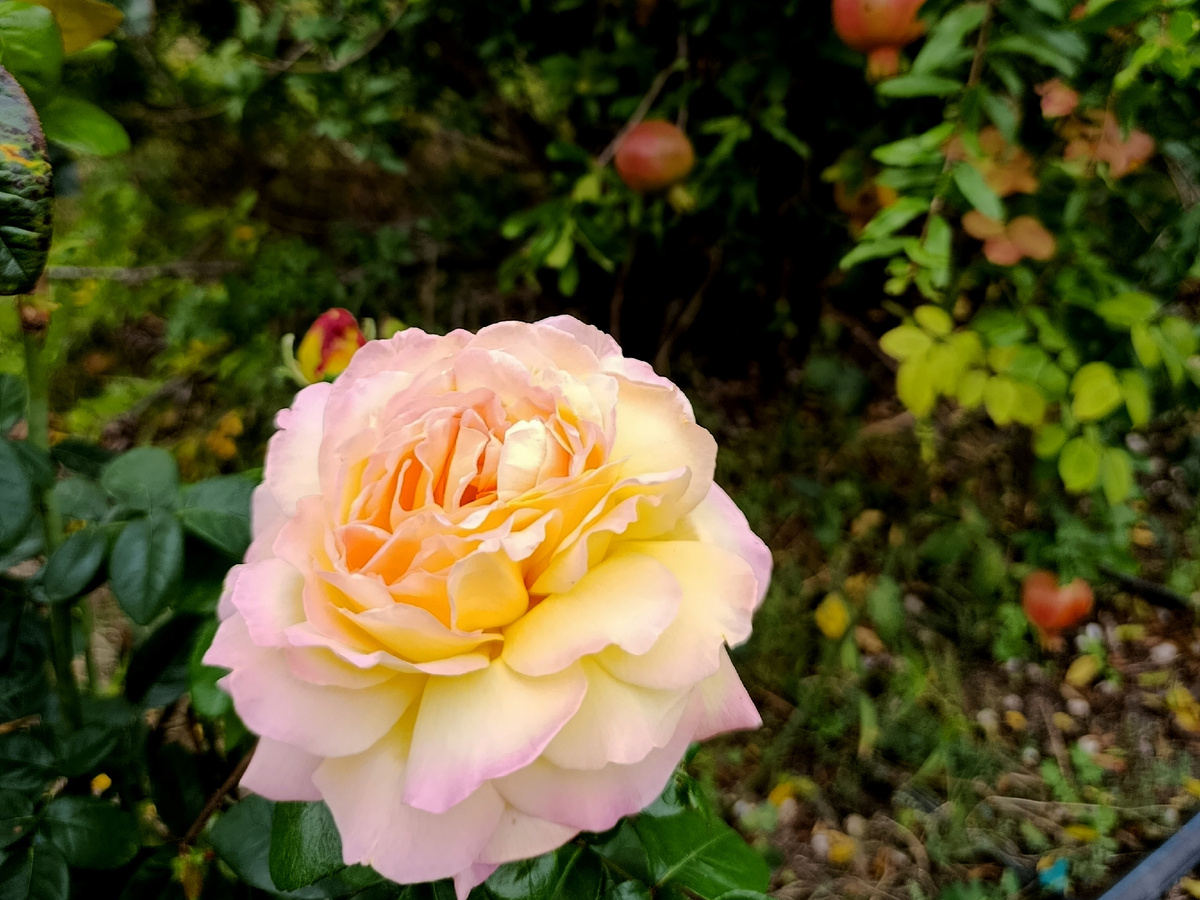 На входе в питомник вот такая красота: розы и созревающие гранаты. 