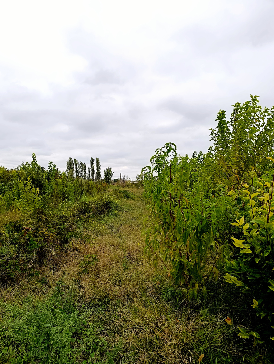 Выбираем персики. 