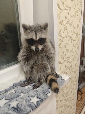 Фото: вк, 4 лапы  📷
