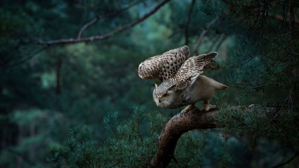     Фото: Klaudiemo/Shutterstock/FOTODOM