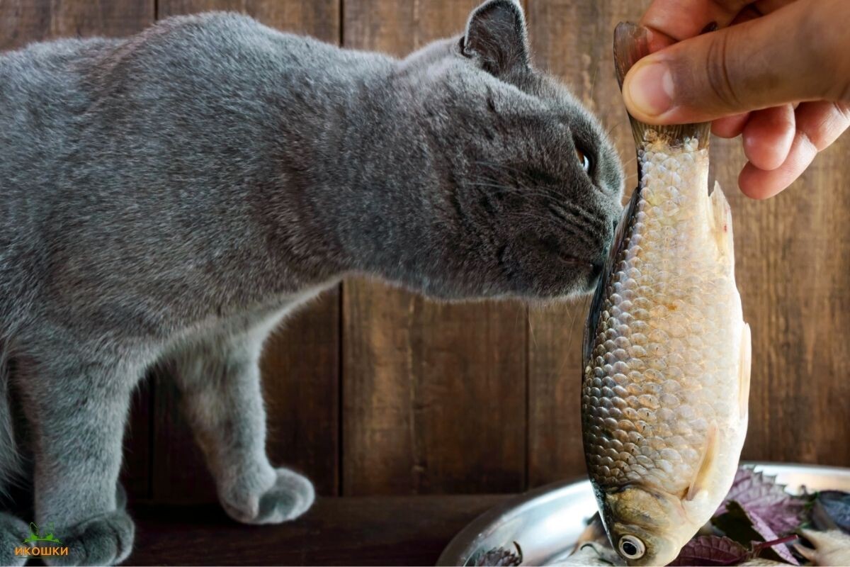 Кот нюхает сырую рыбу 