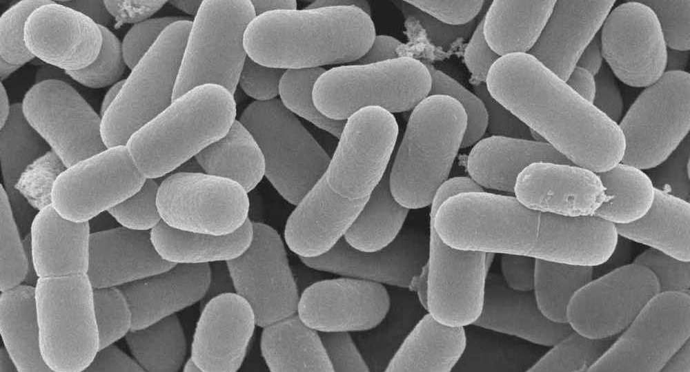 Пчелы, лактобактерии и антибиотики