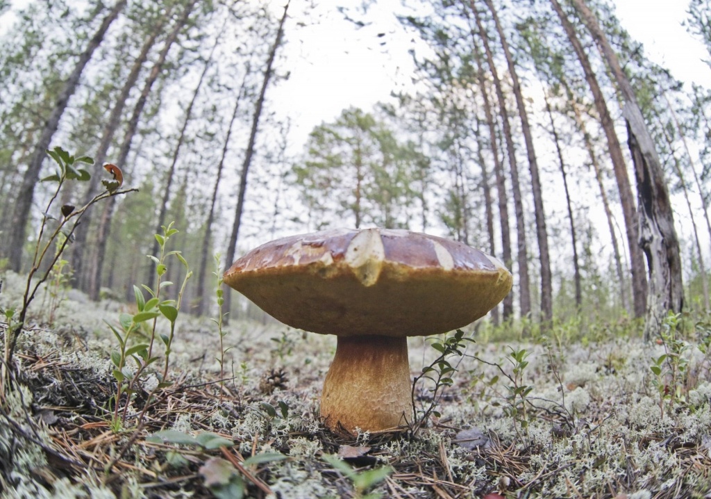    Роспотребнадзор по Югре случай ботулизма в регионе не подтверждает