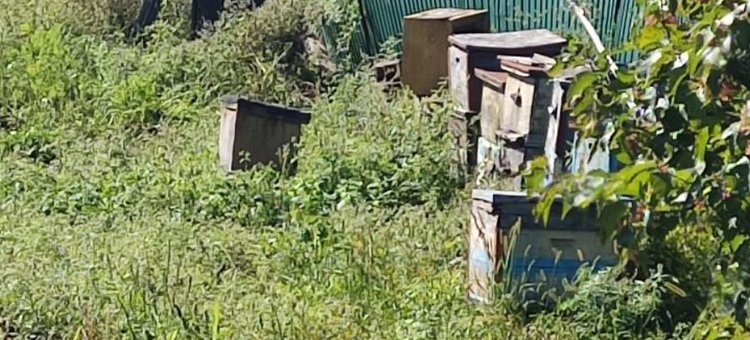    Фото: Приморское межрегиональное управление Россельхознадзора