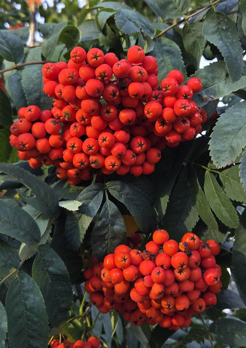 Сейчас на улице осень. Прекрасные грозди рябины из личной коллекции фотографий
