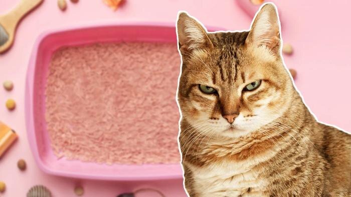 Почему кот ходит мимо лотка: основные причины и решения. Обложка © Коллаж © Life.ru, фото © Shutterstock / FOTODOM / elwynn, © Freepik