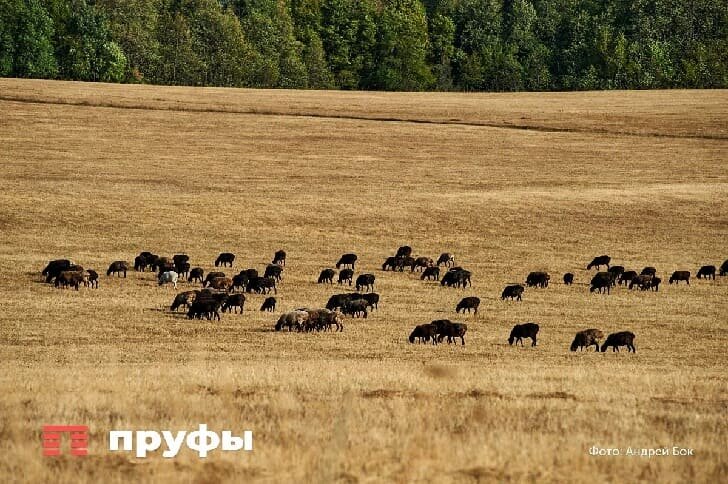    Фото: Пруфы.рф