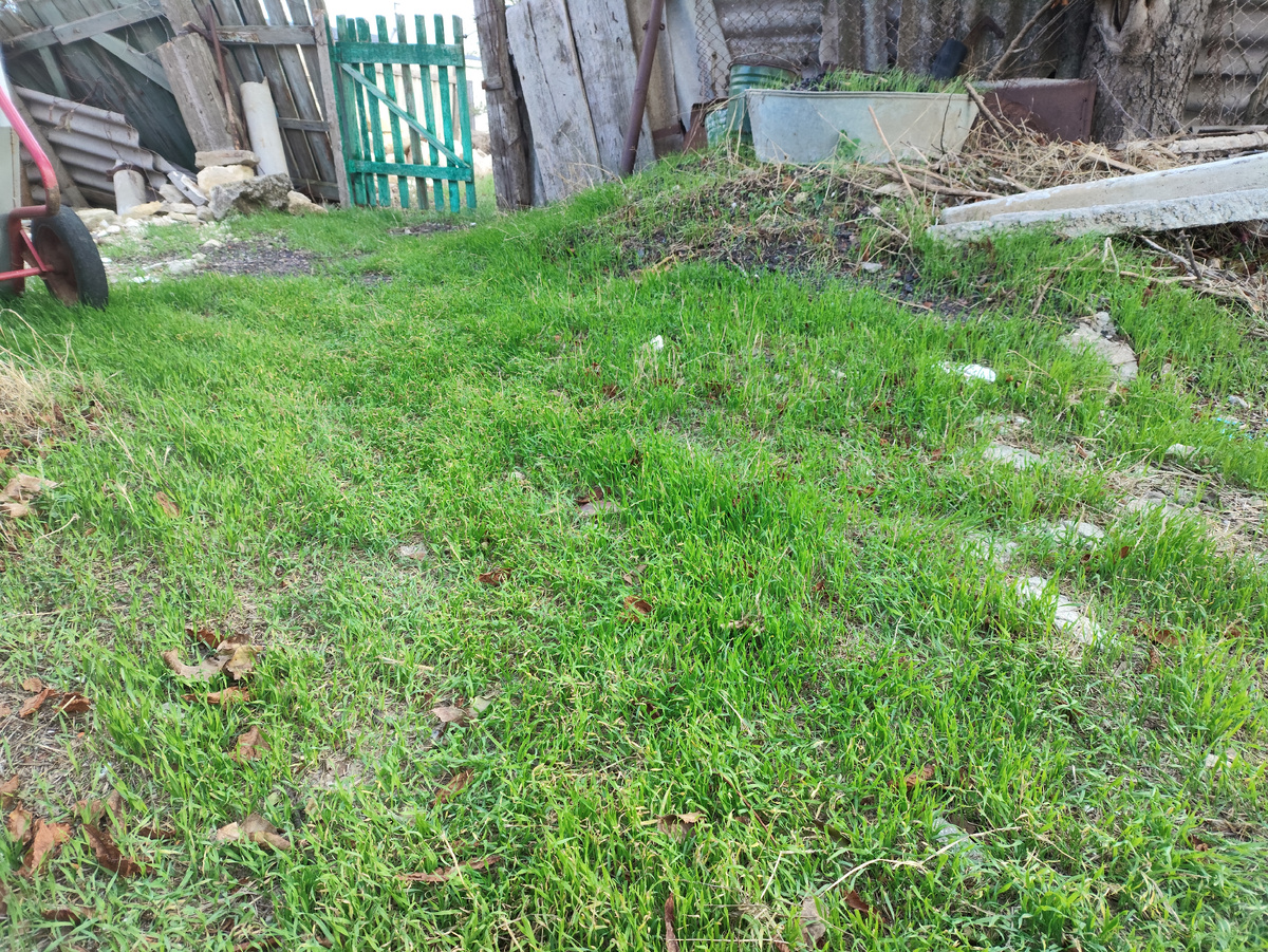 Псле дождя трава щеткой взошла. Есть, что птичке дать.