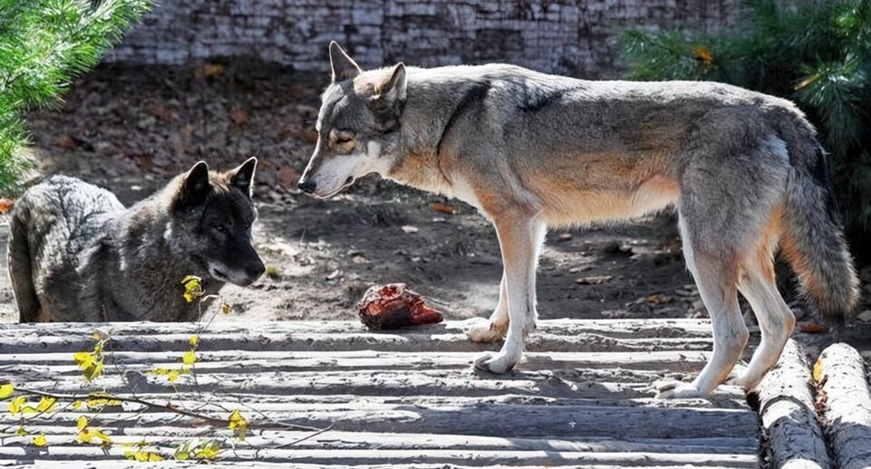    РИА «Новости»