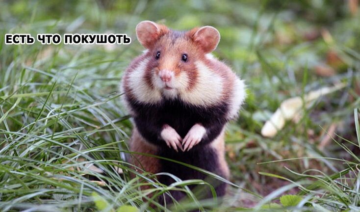 Вот фото со свободных источников, именно такого мы видели в бочки. И думаем он запасается на зиму.