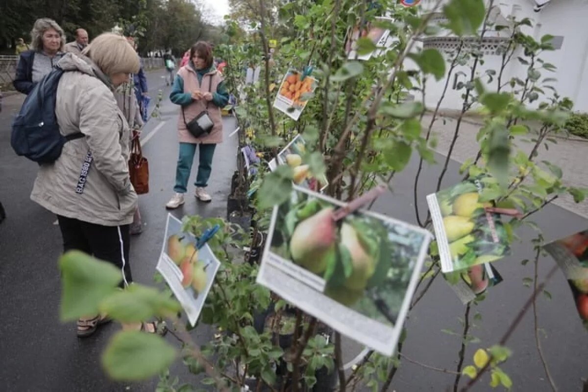    Участок улицы Карла Маркса перекроют на время ярмарки в Пскове
