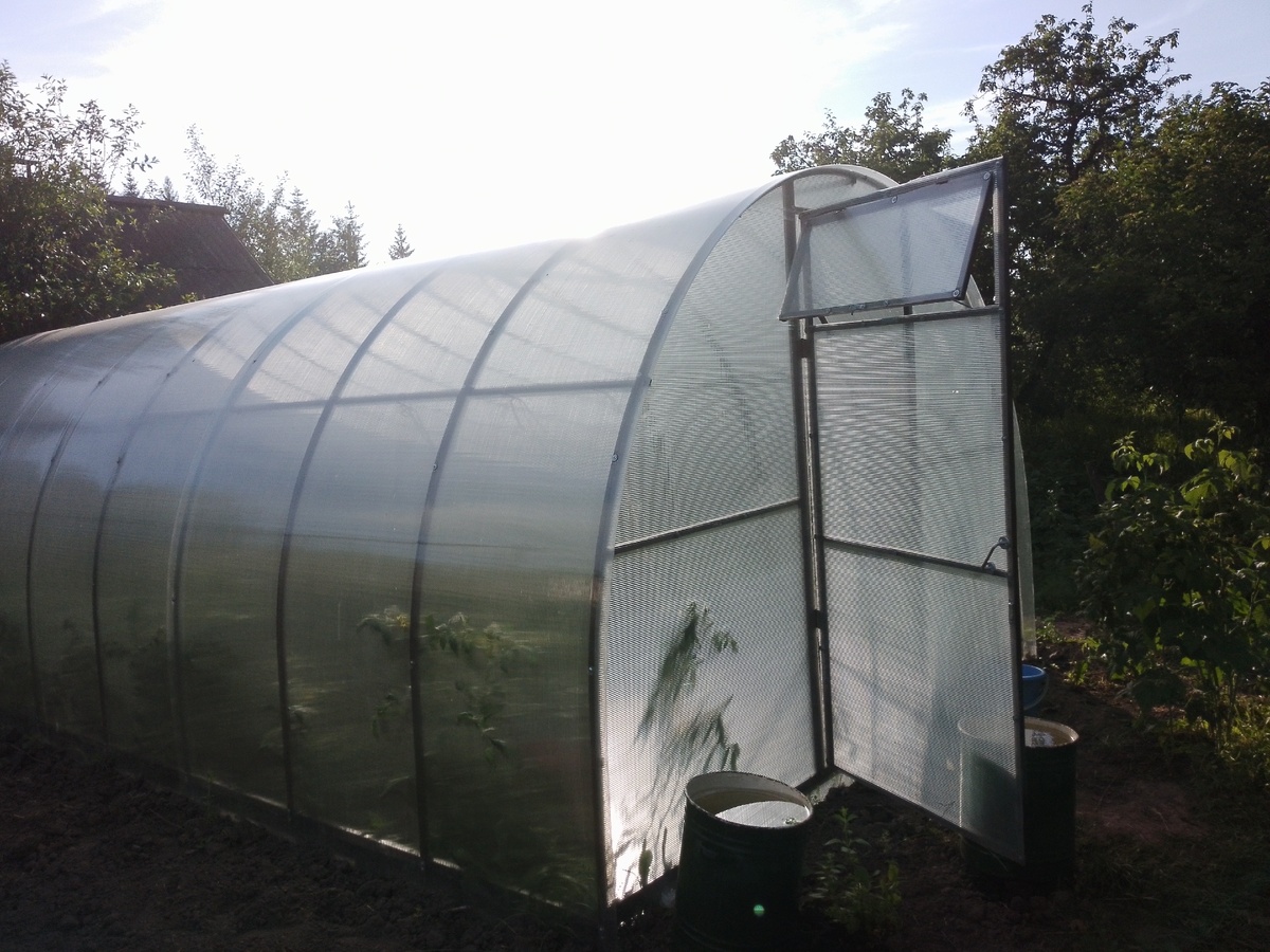    Осенний секрет богатого урожая: что я сажаю после картошки, чтобы земля отдыхала и богатела