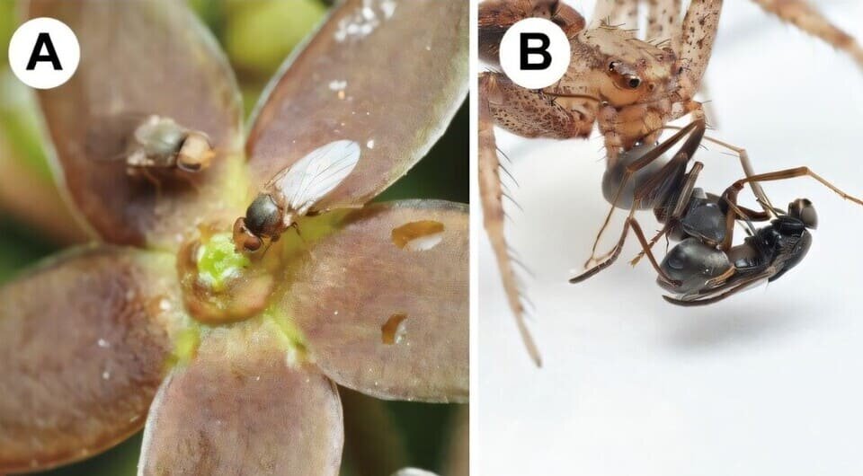   Ko Mochizuki / Current Biology, 2025