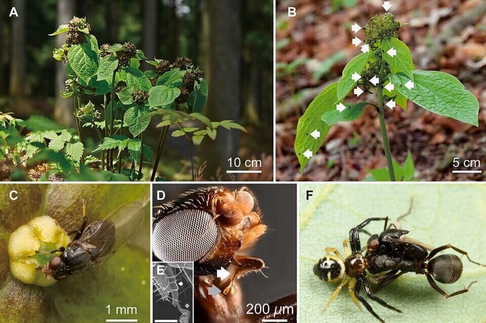   Ko Mochizuki / Current Biology, 2025