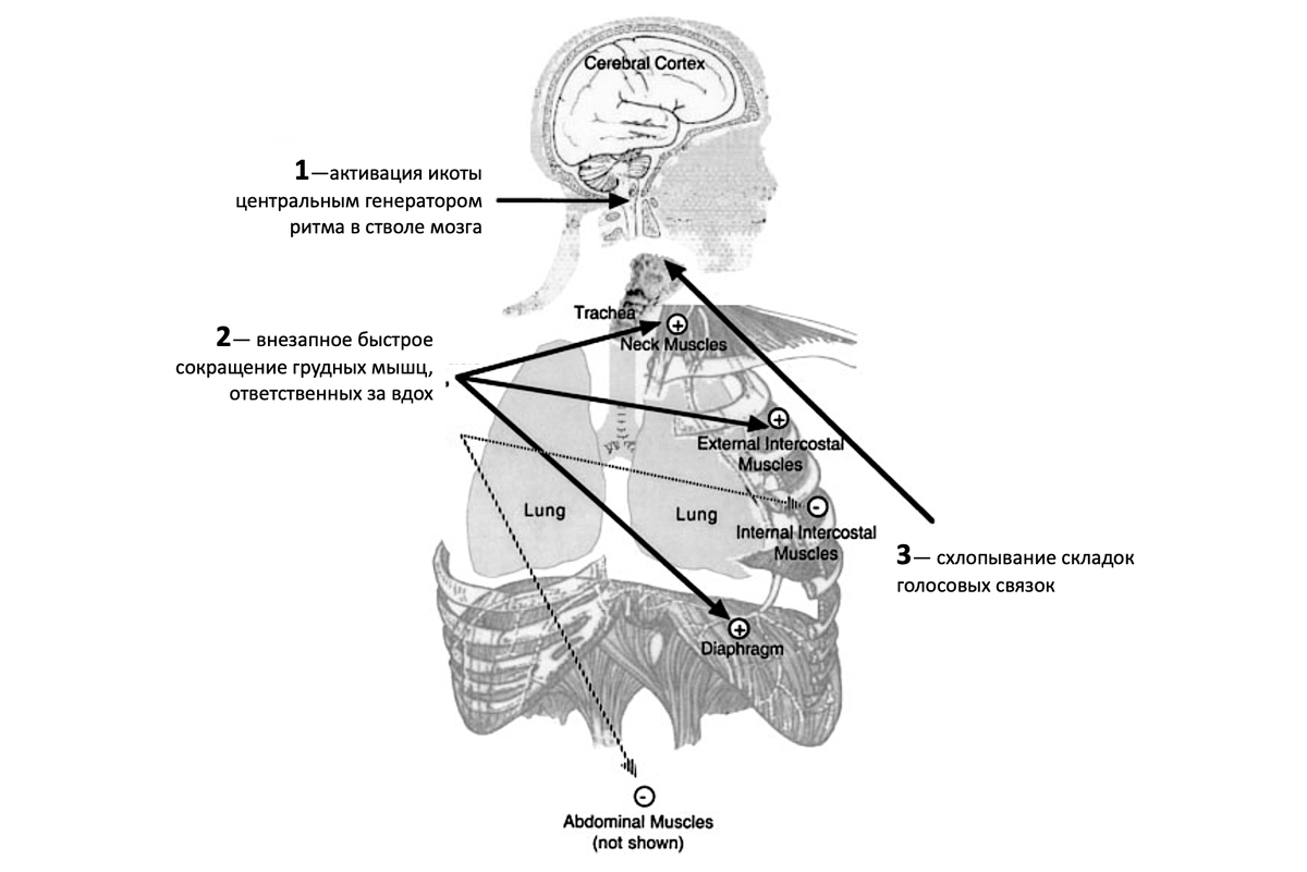     Последовательные события при икоте Straus et al. (с изменениями) / BioEssays, 2003