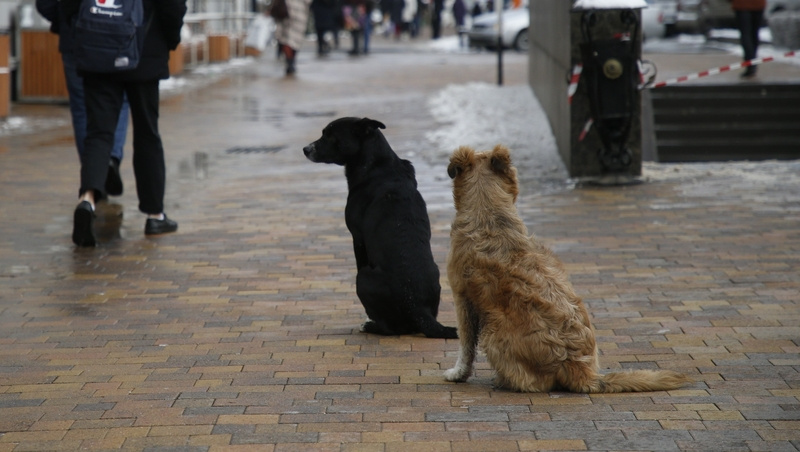      Фото: ИА «Победа26»