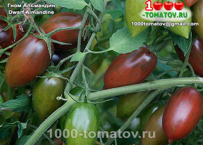 Томат Гном Альмандин Dwarf Almandine  фото 1