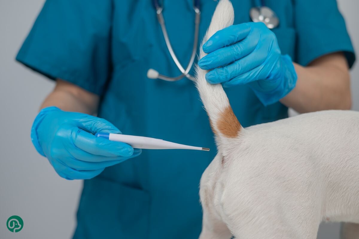 Ветеринар измеряет температуру собаке 