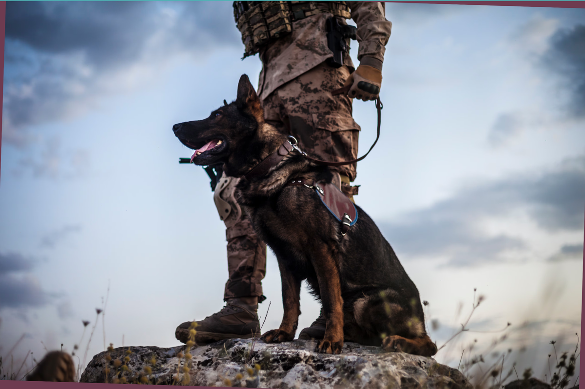 Собаки издавна сопровождают солдат в самых важных военных миссиях. © guvendemir | Getty