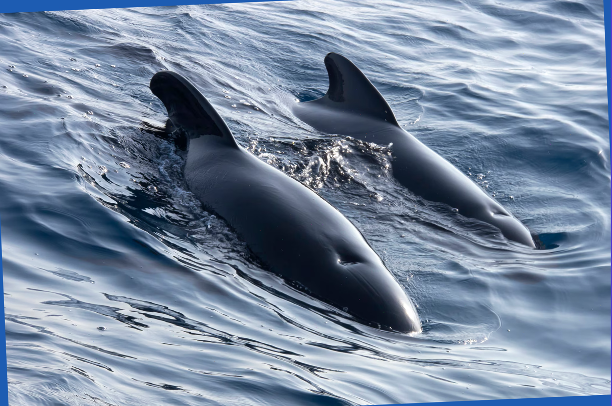 У дельфинов тоже есть защитные инстинкты! © Alberto Carrera | Getty