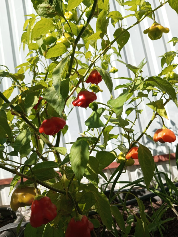 Так этот перчик растет у меня, всего два кустика и его очень много.