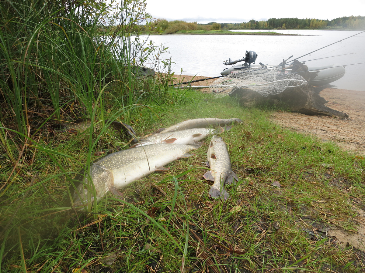 Добыли, но мамок сегодня нет!