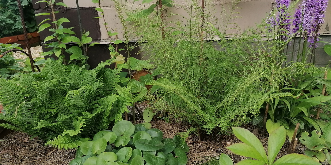 Теневой цветник - чем я его заполнила