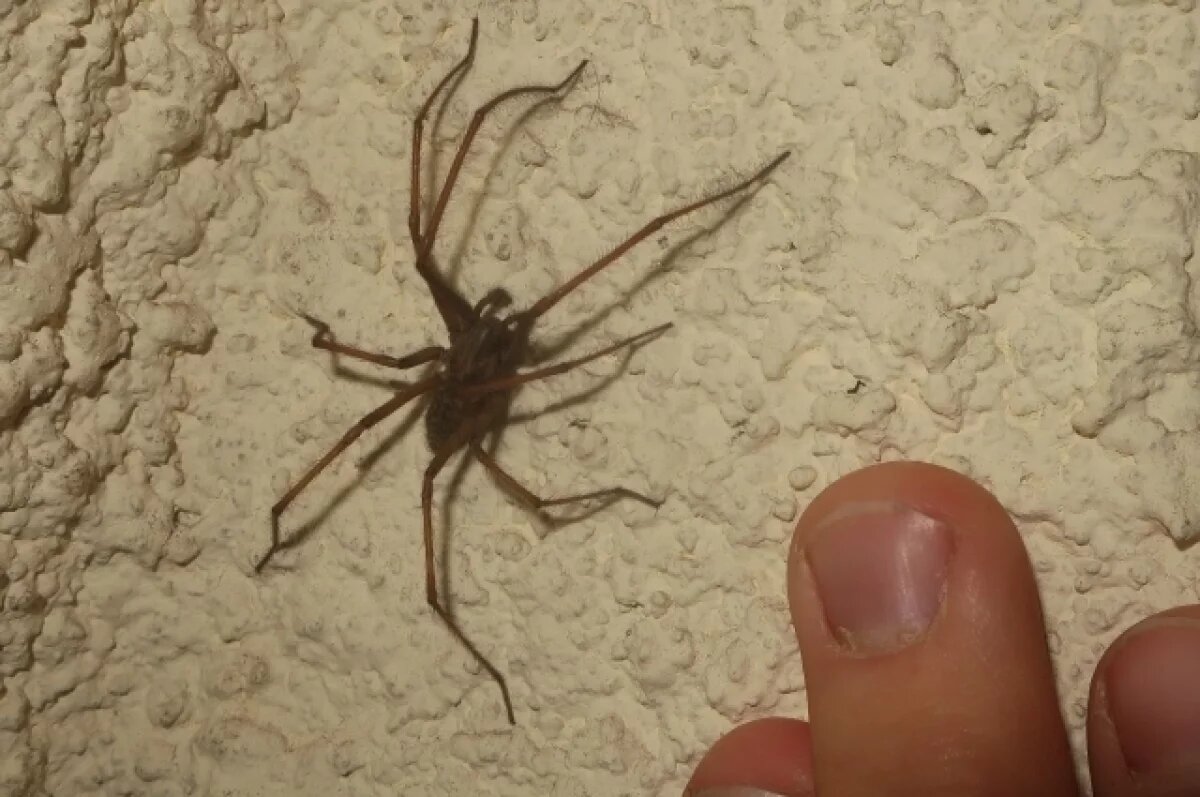    Житель Твери запечатлел «ужас домохозяйки»