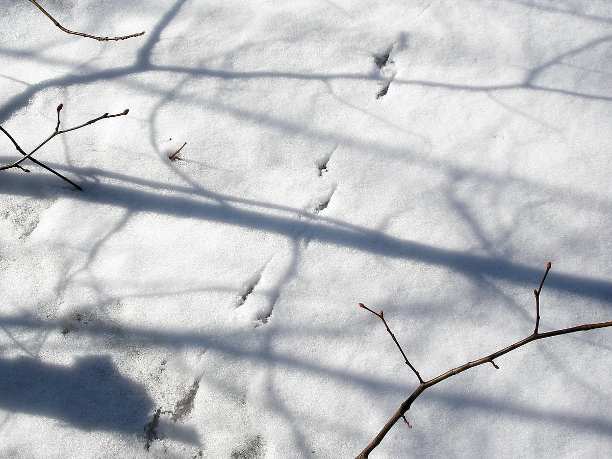 Фото: Следы птицы на подтаявшем снегу