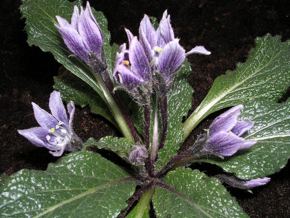 Мандрагора. Легенды гласят, что её корень, часто напоминающий человеческую фигуру, вырастает на местах казней или под виселицами, питаясь жизненной силой повешенных. Считалось, что при выкапывании мандрагора издает пронзительный, смертельный крик, способный убить любого, кто его услышит. Поэтому для её сбора использовали собак: их привязывали к растению и заставляли выдергивать его, после чего животное, якобы, погибало. Этому корню приписывали невероятные магические свойства: он мог даровать богатство, плодовитость, защищать от злых духов и даже предсказывать будущее. Однако, несмотря на свою магическую силу, мандрагора всегда ассоциировалась с опасностью и страхом, ведь получить её можно было только ценой жизни.