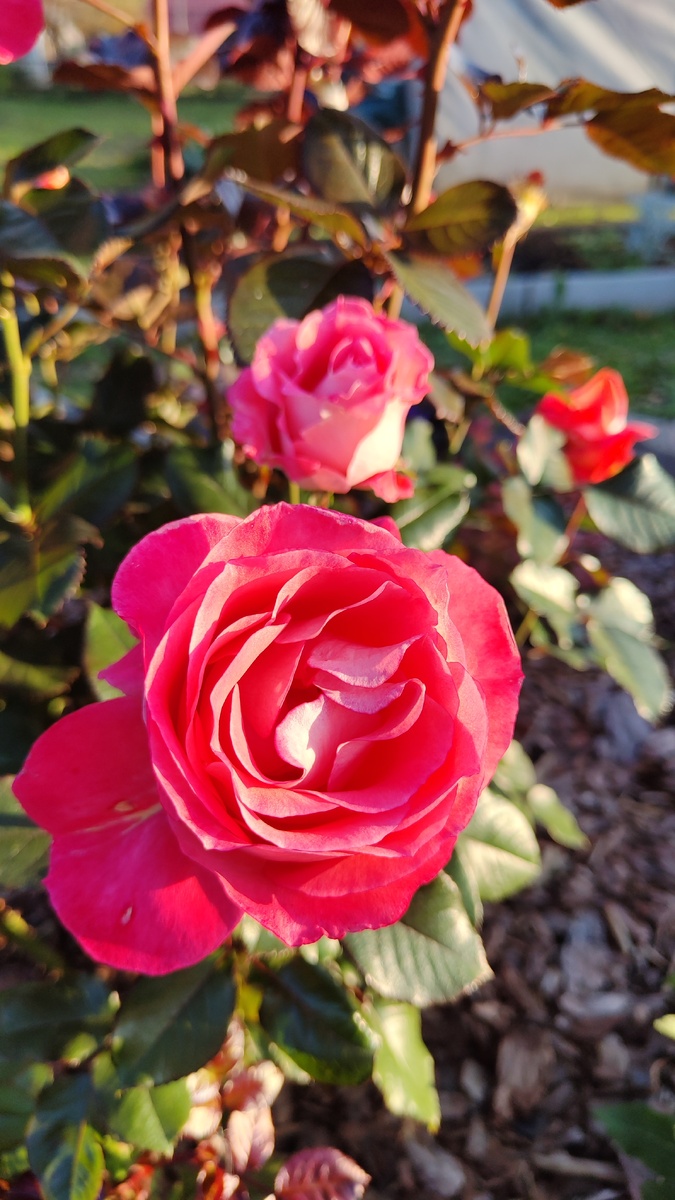 Роза Вайкики