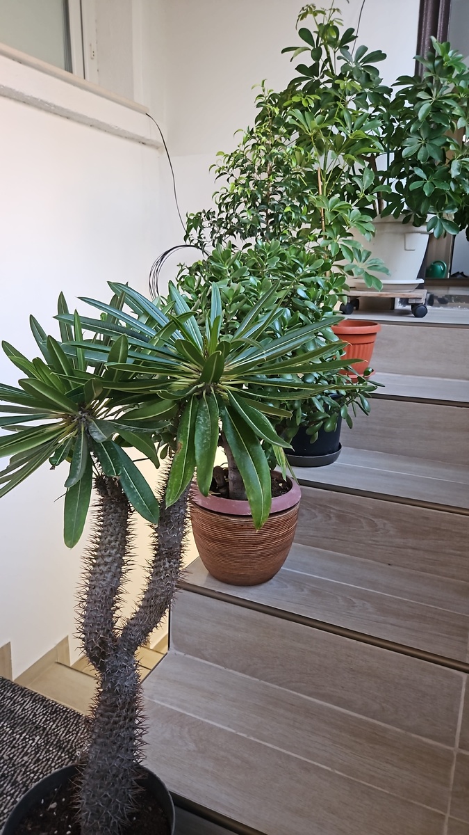 Вот они стоят вместо перил на лестнице