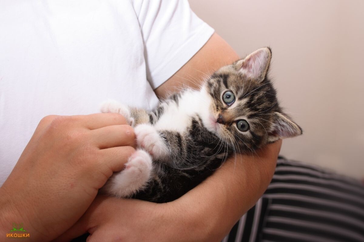 Котёнок на руках