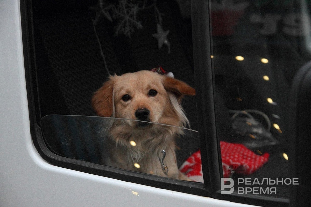   Михаил Захаров / realnoevremya.ru