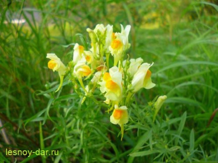 Цветки льнянки обыкновенной (фото с блога "Лесная кладовая")