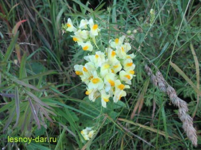 Соцветие льнянки обыкновенной (фото с блога "Лесная кладовая")