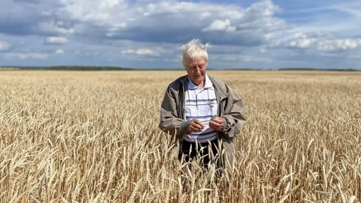 Фото:Уральский федеральный аграрный научно-исследовательский центр
Ученые Урала собрали рекордный урожай новой пшеницы Ница