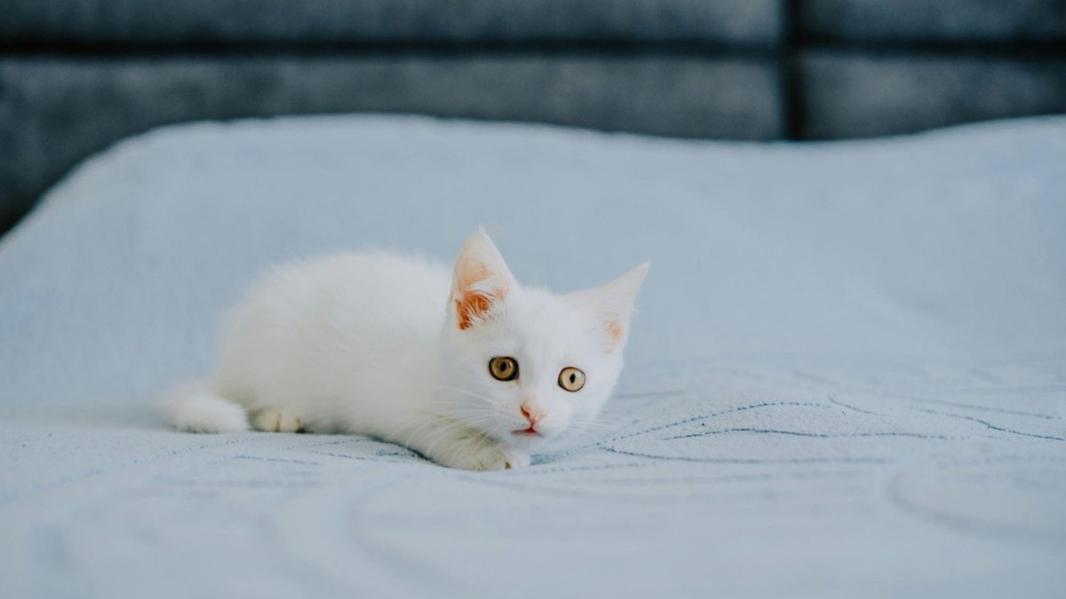    Кошки – прирожденные охотники, которым нужна постоянная активность