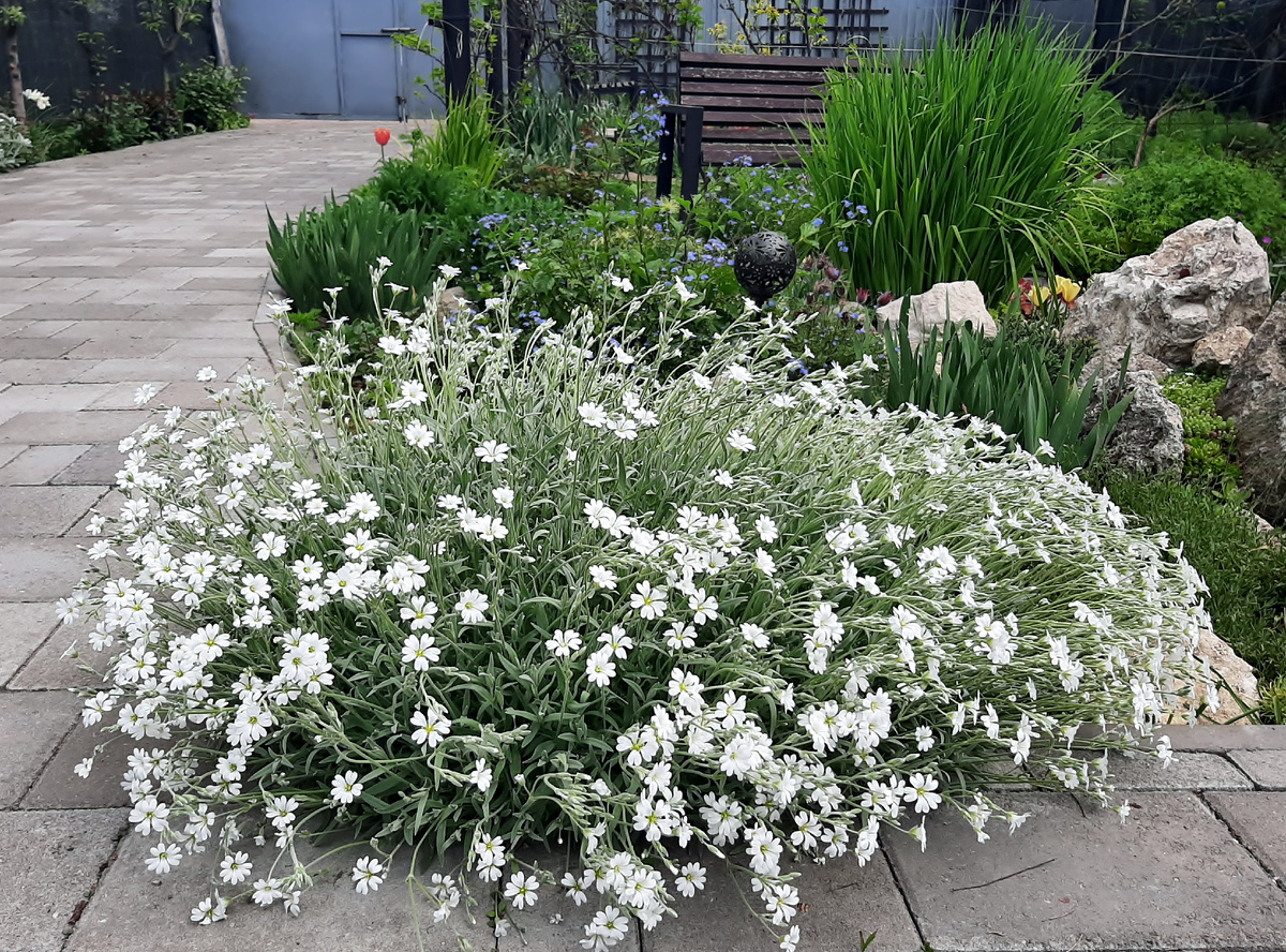 Ясколки много, собиралась на компост отправить, но может пригодится