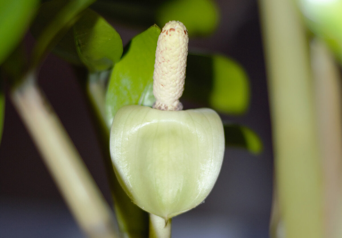 Цветок замиокулькаса