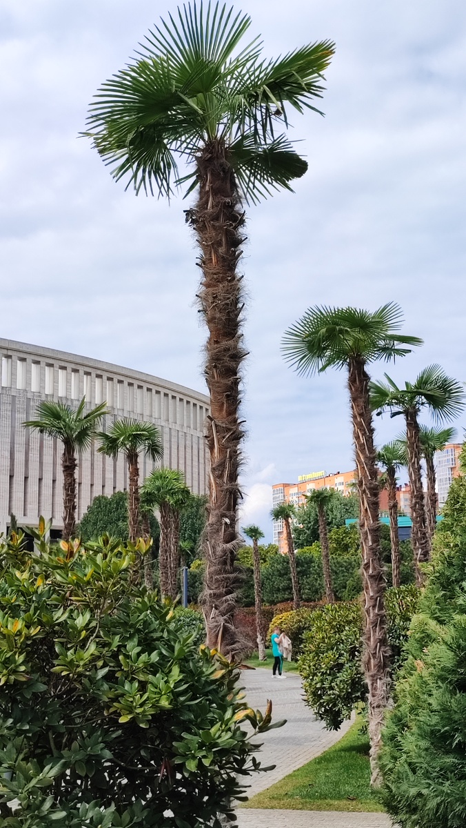 Пальмы "Трахикарпус Форчуна" в парке "Краснодар". 