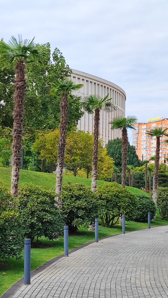 Пальмы "Трахикарпус Форчуна" в парке "Краснодар". 