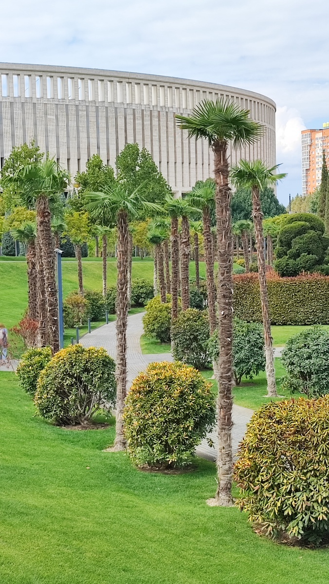 Пальмы "Трахикарпус Форчуна" в парке "Краснодар". 