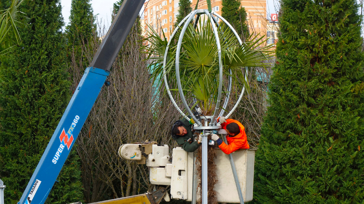 Утепление пальм в парке "Краснодар".