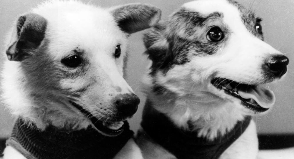 Какой была жизнь Белки и Стрелки после полета в космос?