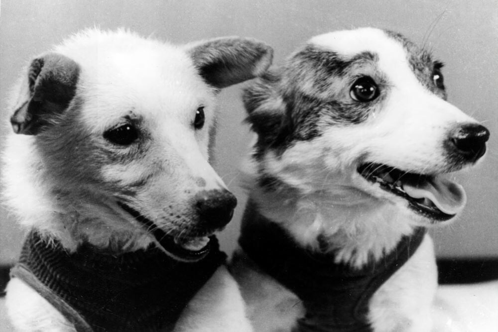 Белка и Стрелка