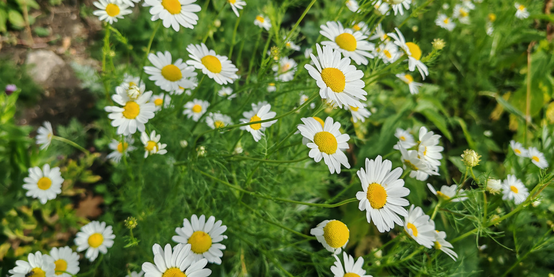 Тайны белой красавицы: всё о ромашке