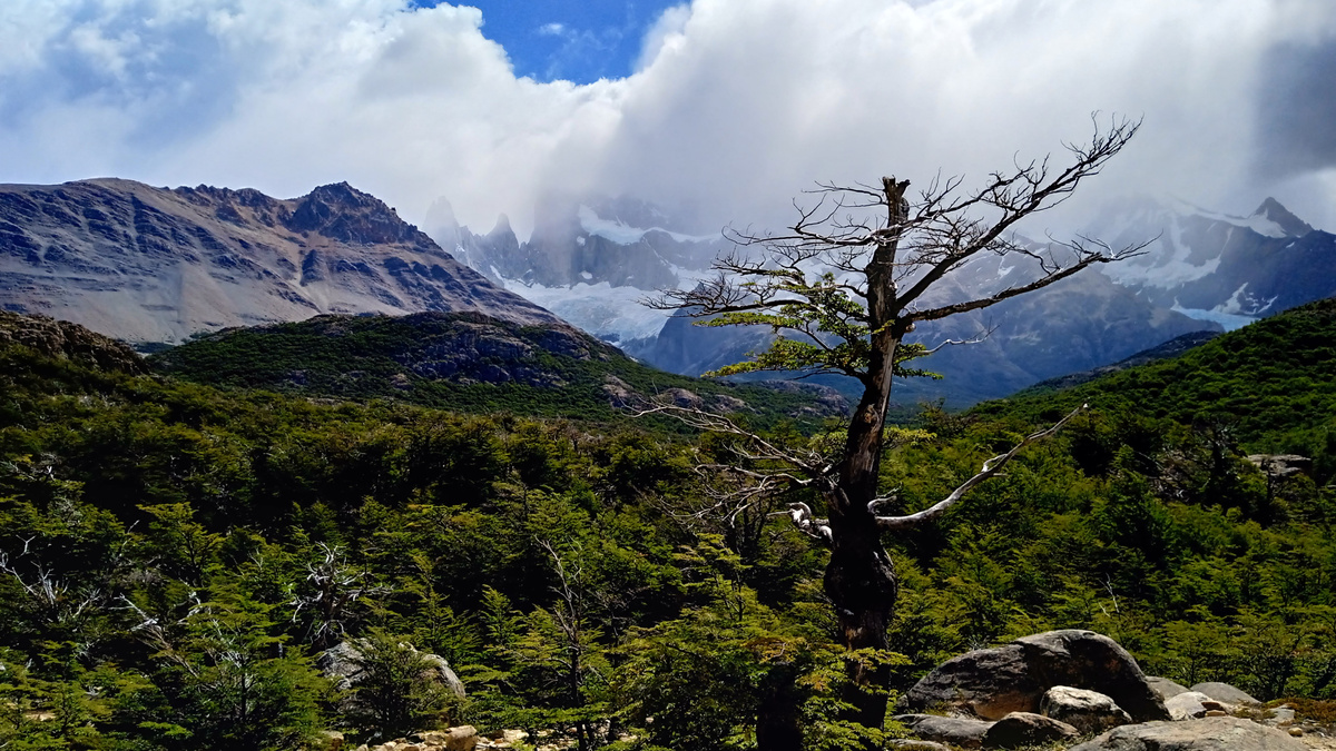 Лесотундра