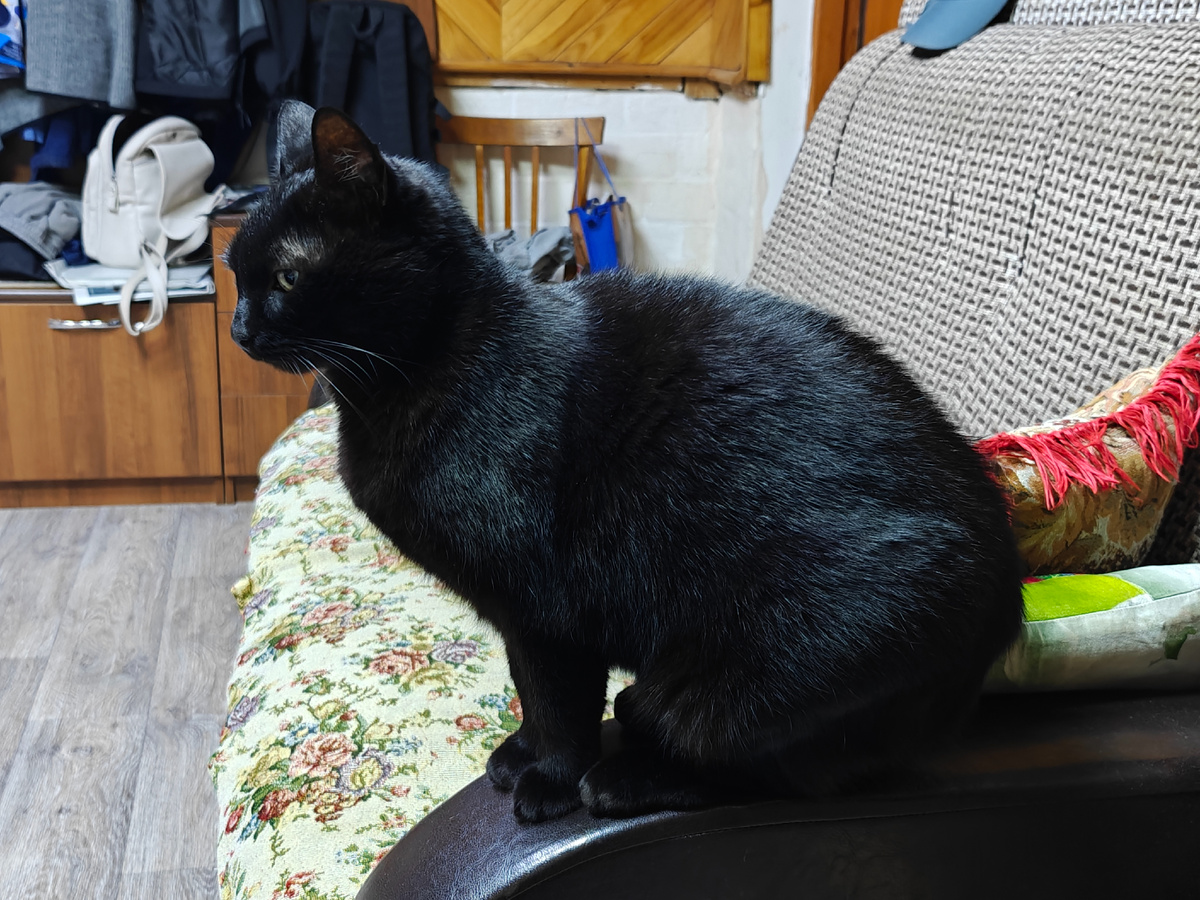 На улице холодно, даже наши кошки не очень то хотят гулять